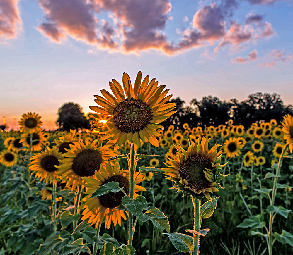 Sunflowers in the Setting Sun