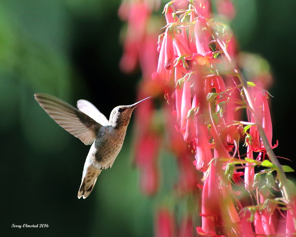 6-30-2016 Annas Hummingbird