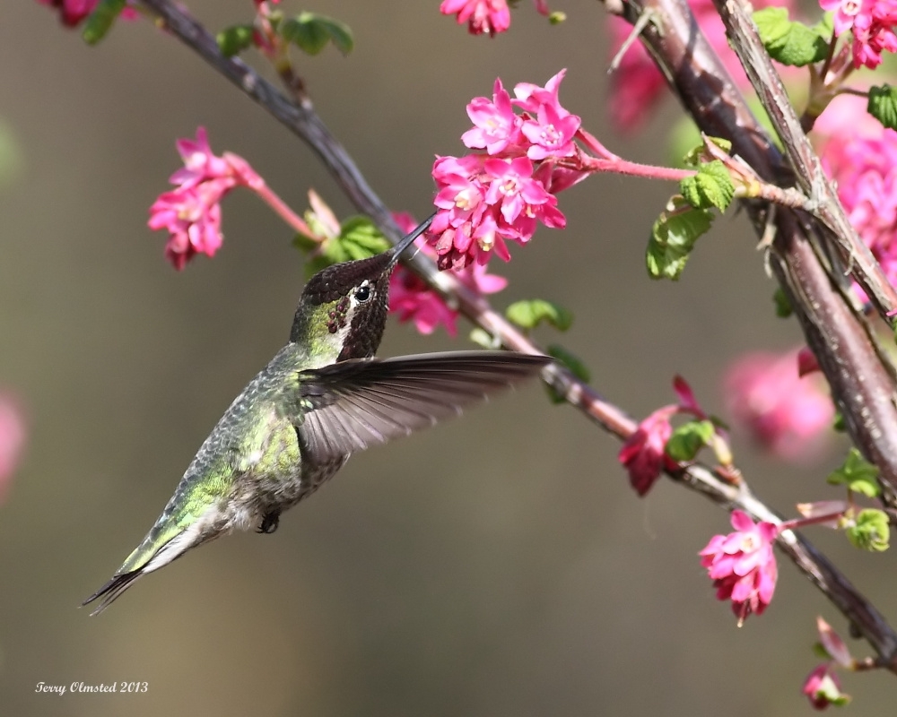 From my archives....waiting for Spring...snowed here today....brrrrr!