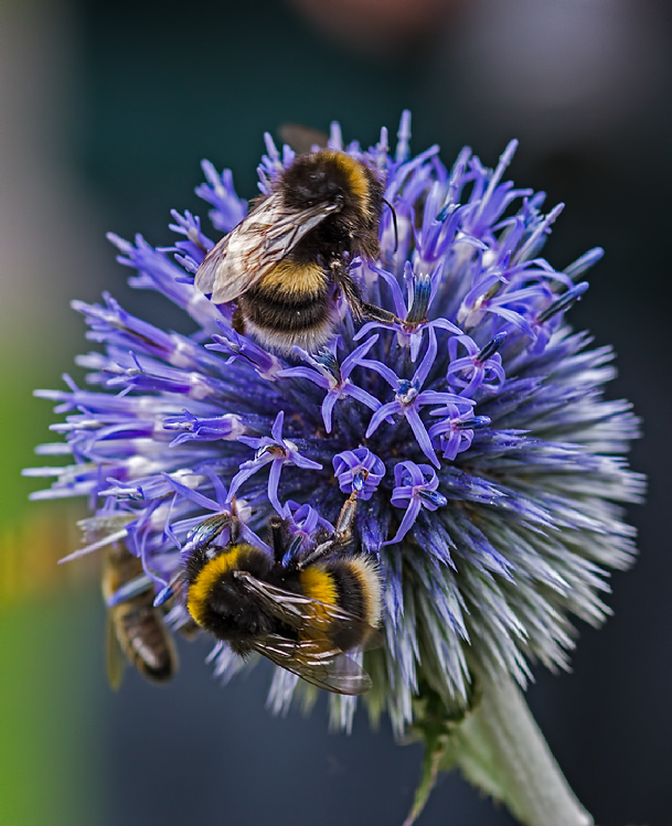 Bees