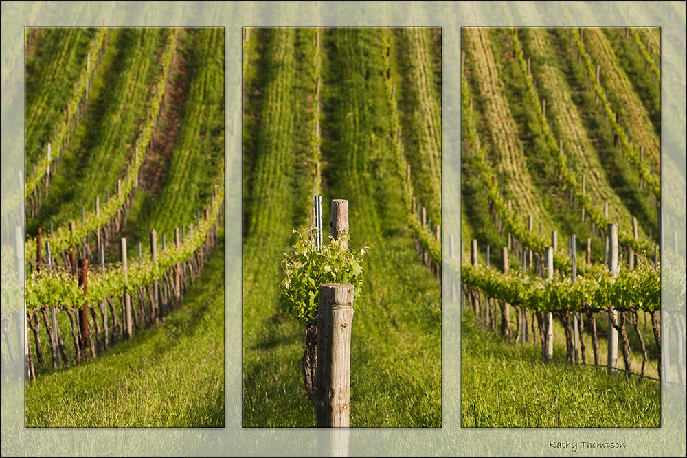 Young Vines