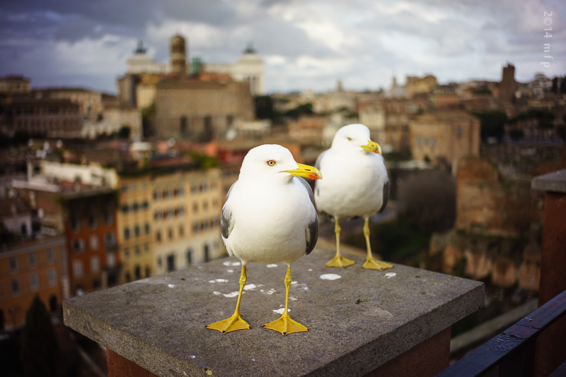 Roma