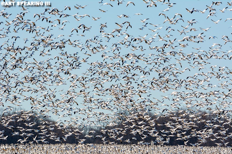 Middle Creek Snow Geese New Years Day 2015 #4