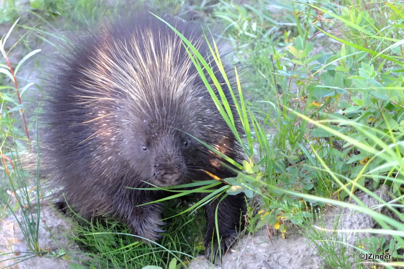 Porcupine