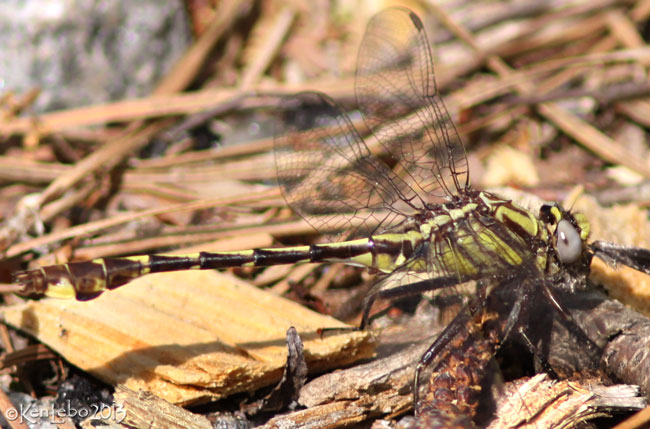 Cocoa Clubtail Gomphurus hybridus