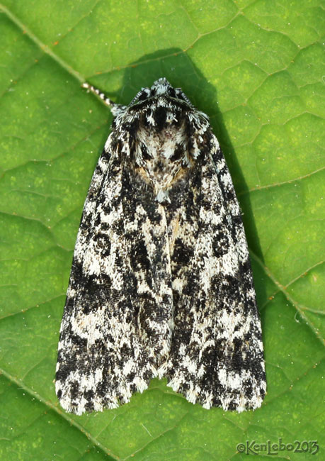 Night-wandering Dagger Moth Acronicta noctivaga #9259