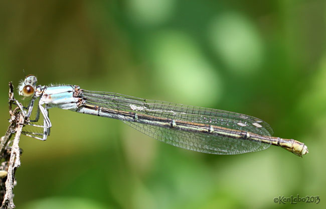 Powdered Dancer Argia moesta female