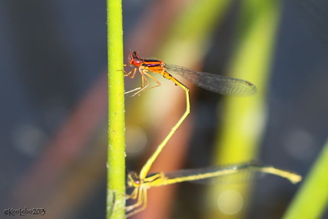 Scarlet Bluet Enallagma pictum