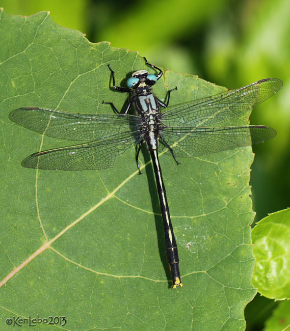 Lilypad Clubtail Arigomphus furcifer