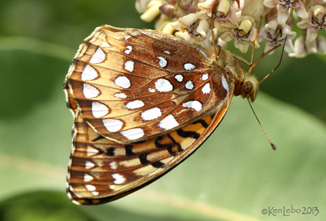 Great Spangled Fritillary