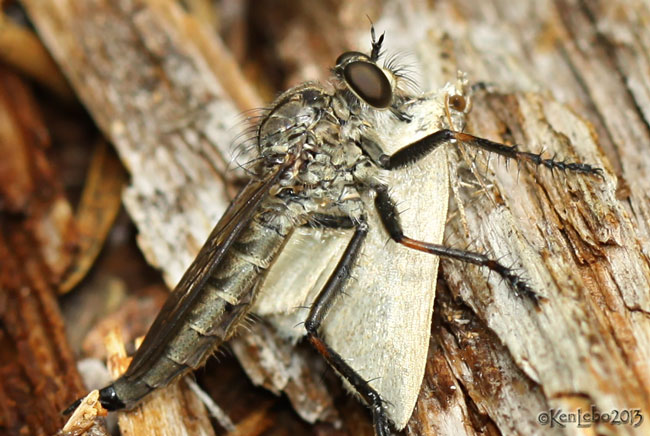  Robber Fly Machimus