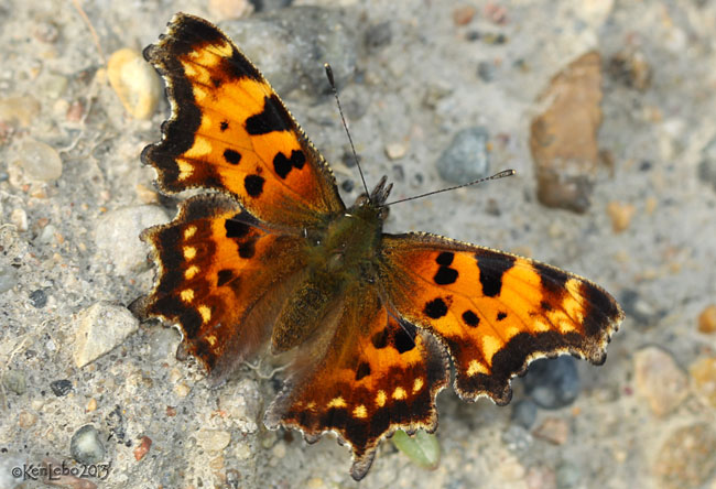 Green Comma