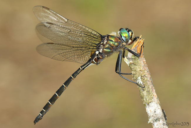 Lake Emerald Somatochlora cingulata