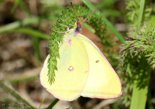 Pink-edged Sulphur