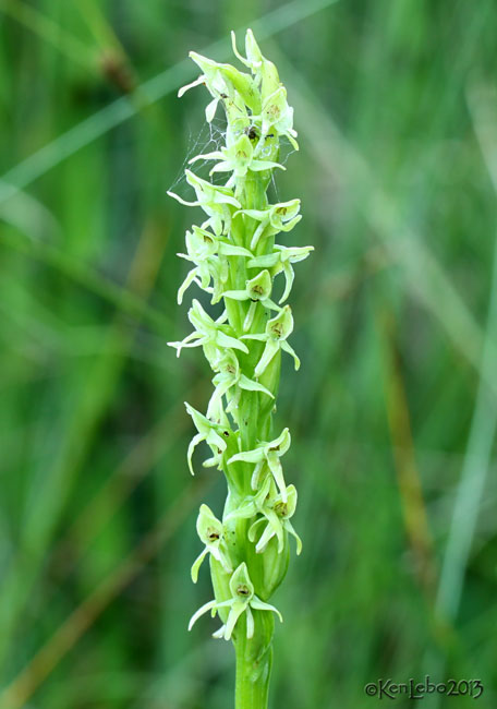Green Bog Orchid Platanthera hyperborea