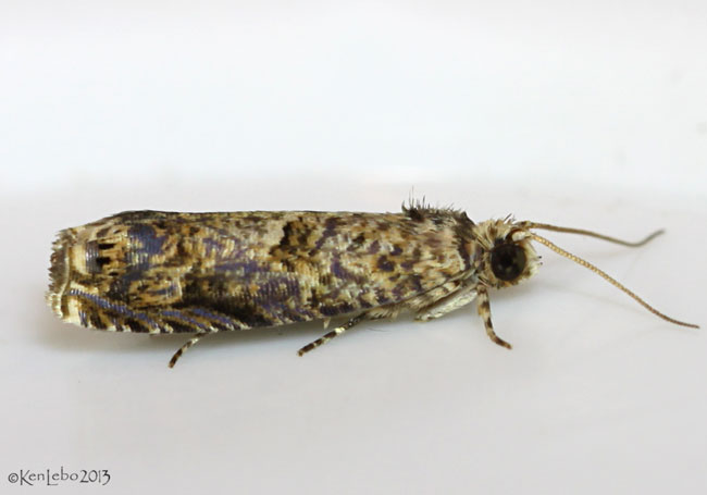 Sumac Leaftier Moth Episimus argutana #2701