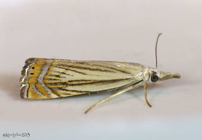 Topiary Grass-veneer Moth Chrysoteuchia topiarius #5391