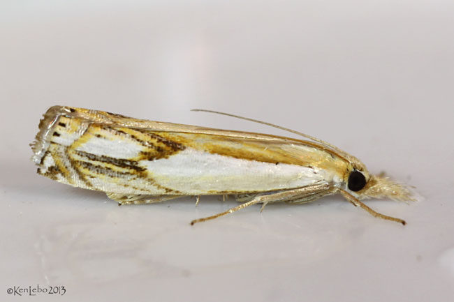 Double-banded Grass-veneer Moth Crambus agitatellus #5362