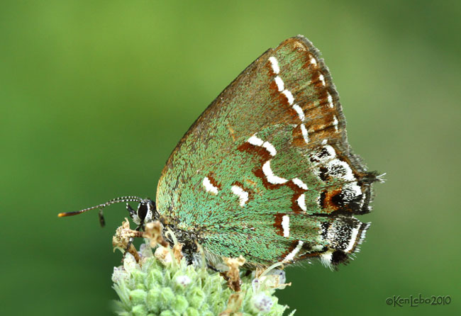 Juniper Hairstreak