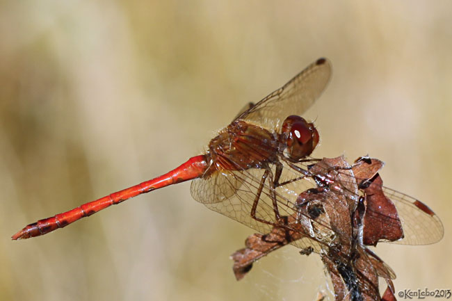 Autumn Meadowhawk Sympetrum vicinum