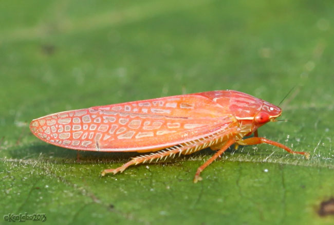 leafhopper - Gyponana gladia