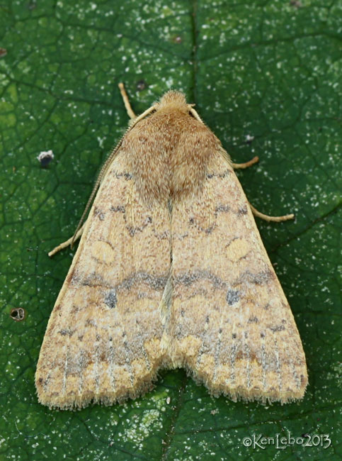 Bicolored Sallow Moth Sunira bicolorago #9957