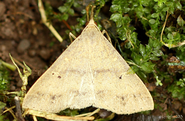 Discolored Renia Moth Renia discoloralis #8381