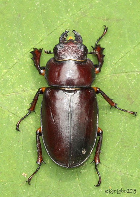 Reddish-brown Stag Beetle Lucanus capreolus