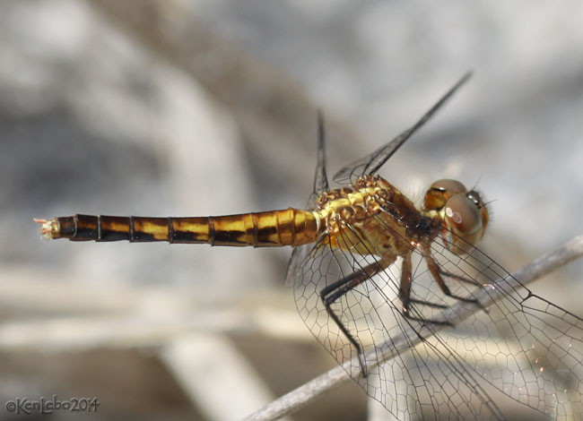 Little Blue Dragonlet - female Erythrodiplax minuscula