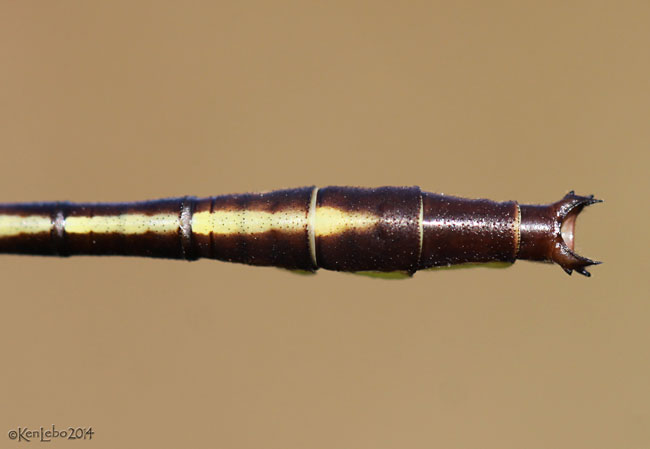 Sandhill Clubtail - Phanogomphus cavillaris