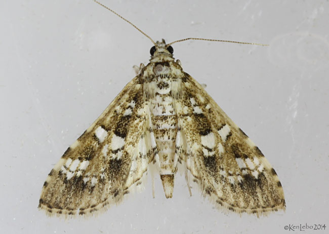 Salvinia Stem-borer Moth Samea multiplicalis #5151