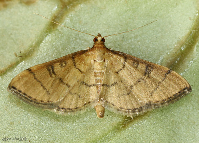 Hollow-spotted Blepharomastix Moth Blepharomastix ranalis #5182