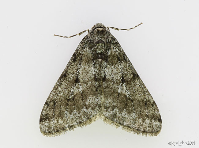 Small Phigalia Moth Phigalia strigataria #6660