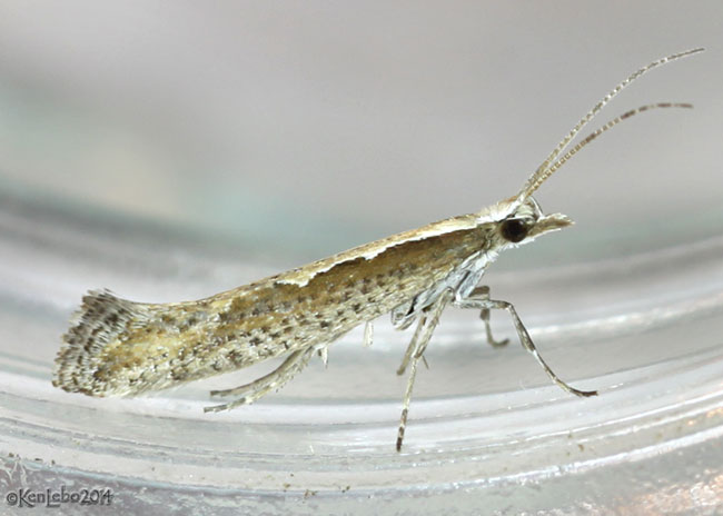 Diamondback Moth Plutella xylostella #2366