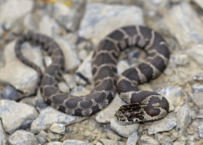 Black (Rat) Snake - juvenile