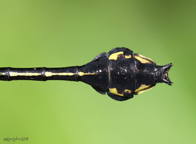 Skillet Clubtail Gomphurus ventricosus