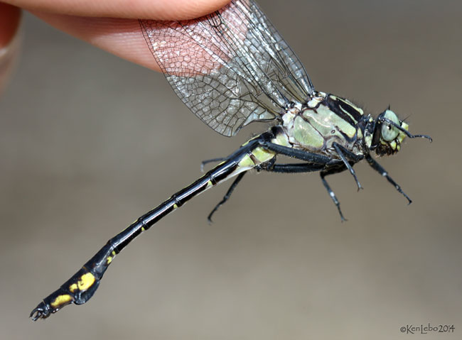 Skillet Clubtail Gomphurus ventricosus