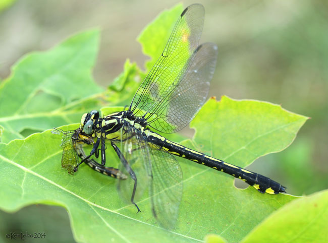 Splendid Clubtail Gomphurus lineatifrons eating Pygmy Snaketail Ophiogomphus howei