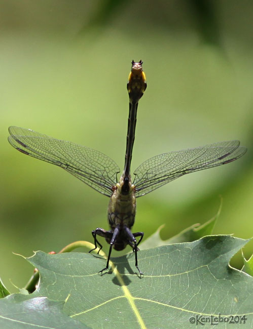 Midland Clubtail Gomphurus fraternus