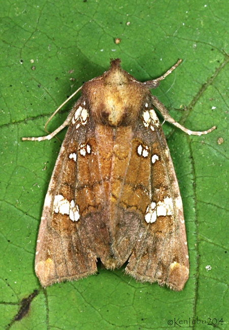 Brick-red Borer Moth Papaipema marginidens #9492