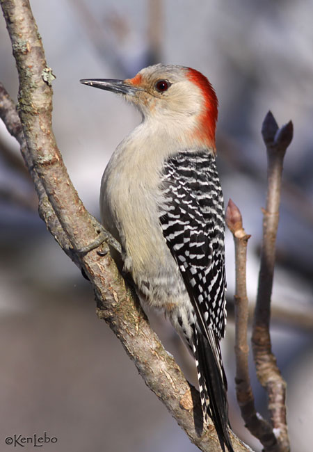 Red-bellied Woodpecker