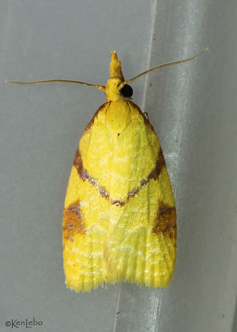 Cenopis karacana #3718