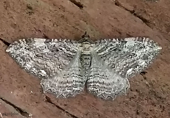 Barbarry Geometer Coryphista meadii #7290