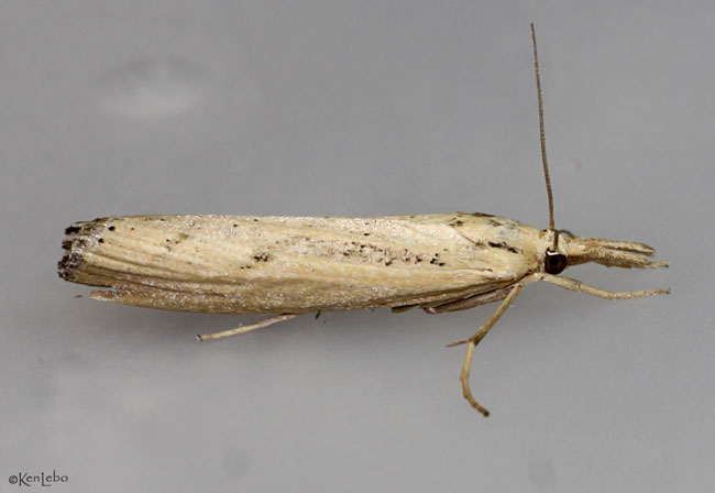 Sod Webworm Moth Pediasia trisecta #5413