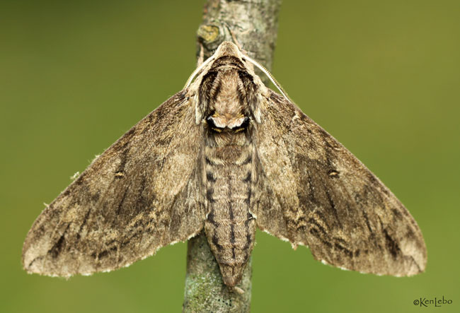 Catalpa Sphinx Moth Ceratomia catalpae #7789