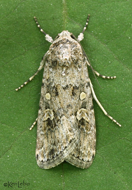 Beet Armyworm Moth Spodoptera exigua #9665