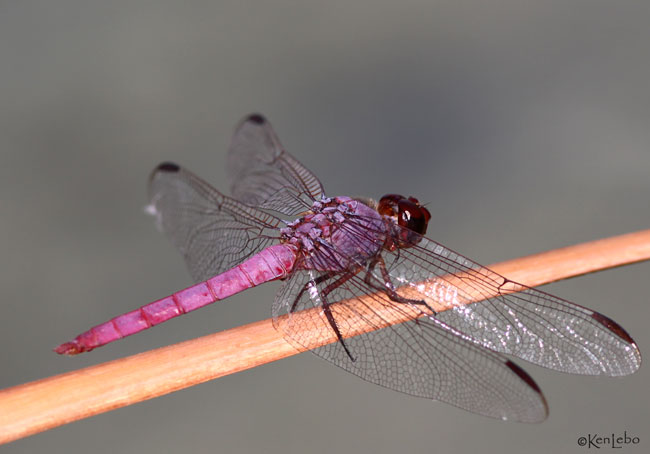 Roseate Skimmer Orthemis ferruginea