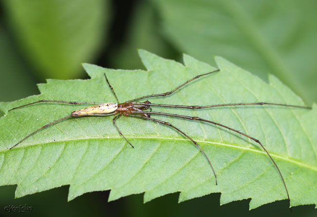 Long jawed Spider - Tetragnatha sp.