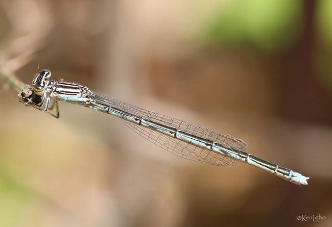 Double-striped Bluet - Enallagma basidens