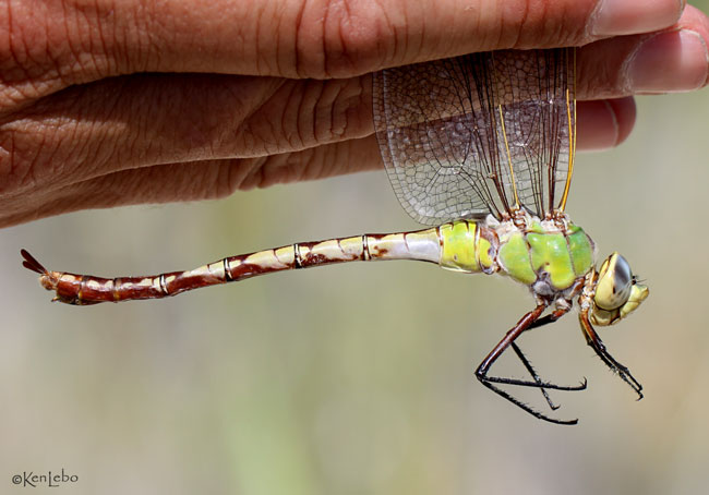 Giant Darner Anax walsinghami